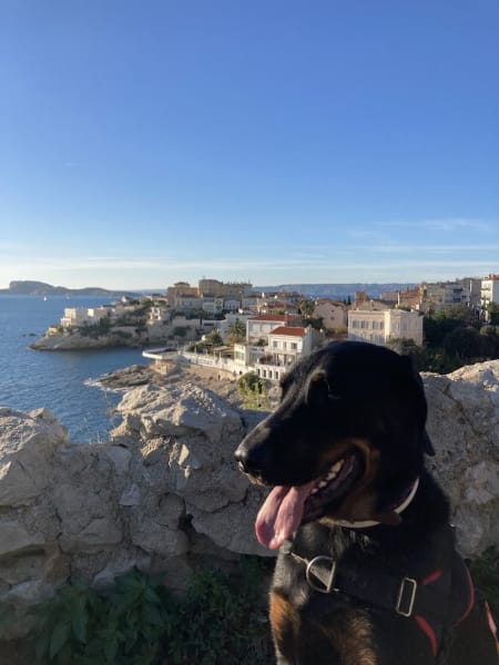 Doggyhome — photo
