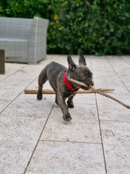 Melcys dogsitting — photo