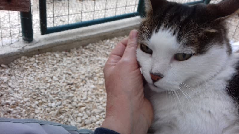 Villa Jayne ~ Pension Chats — photo