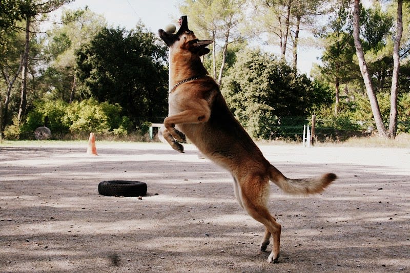 Ethique Animale Services - Chenil Rossi — photo