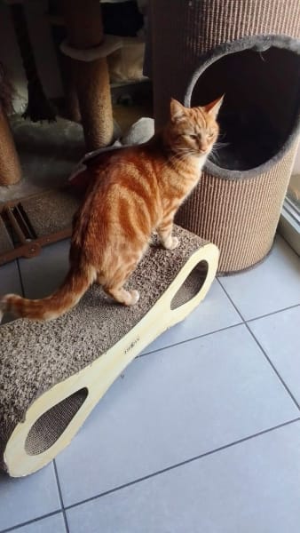 Garde d'animaux de compagnie Chat'croch'Coeur — photo