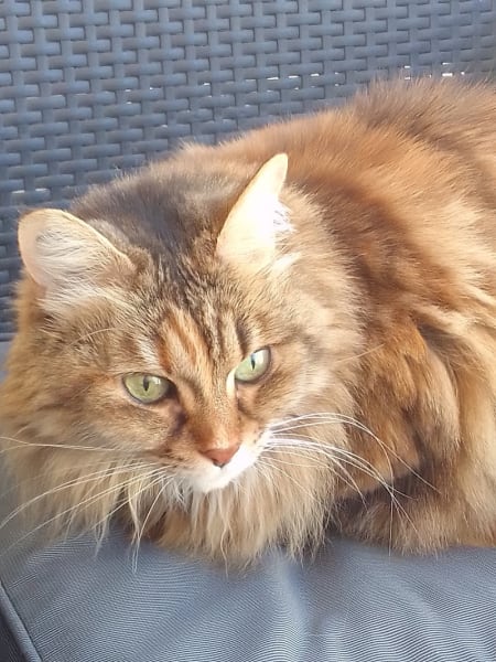 Garde d'animaux de compagnie Chat'croch'Coeur — photo