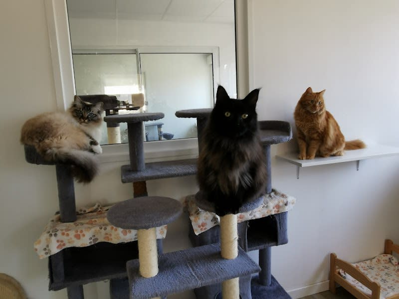 CHAT'HÔTEL HÔTEL-CLUB Le rêve des Chats - Hôtel pour Chats — photo