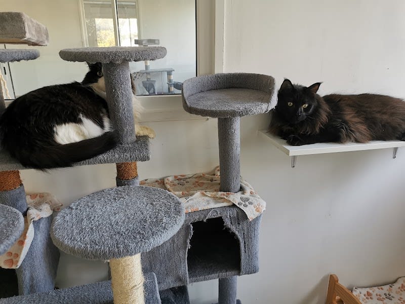 CHAT'HÔTEL HÔTEL-CLUB Le rêve des Chats - Hôtel pour Chats — photo