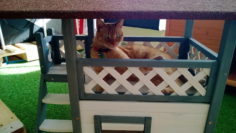 Animos Animalerie & Hôtel Chats — photo
