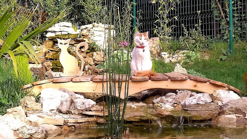 Pension pour Chat Aix - Marseille - Oasis Cat — photo