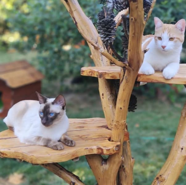 Pension pour Chat Aix - Marseille - Oasis Cat — photo