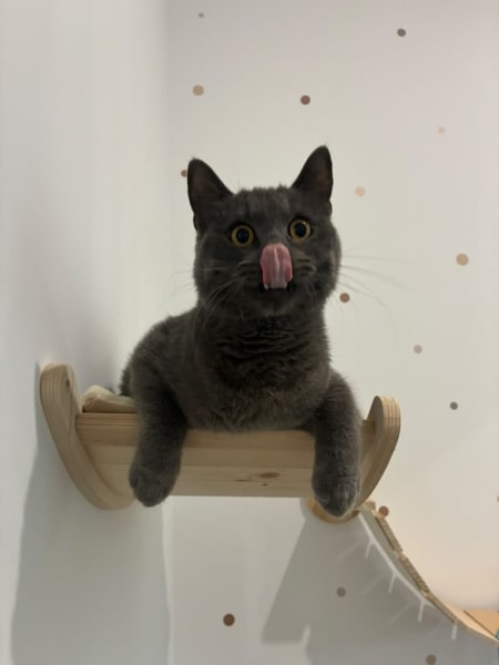 La Récré du Chat — photo
