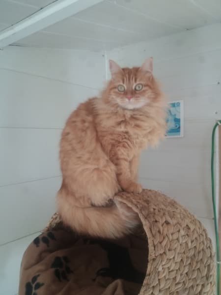 Pension chats la sheitan — photo
