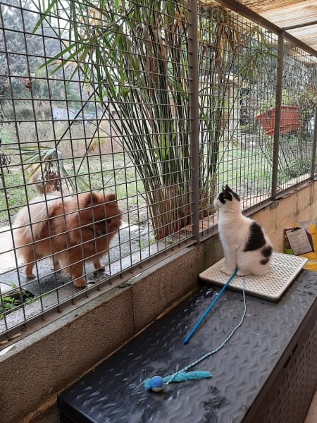 Pension chats la sheitan — photo