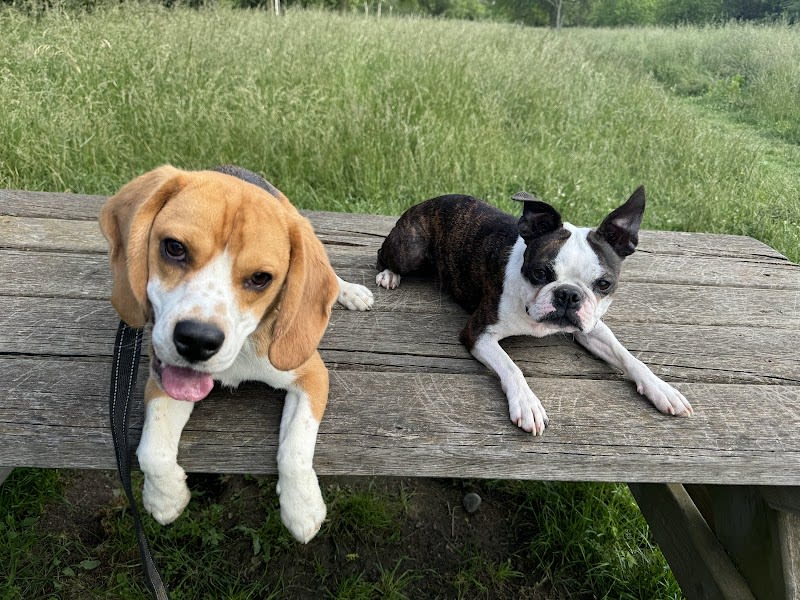 Les canins d'abord — photo
