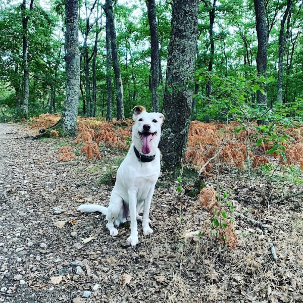 Ô Croc Mignon - Pension et Éducation Canine — photo