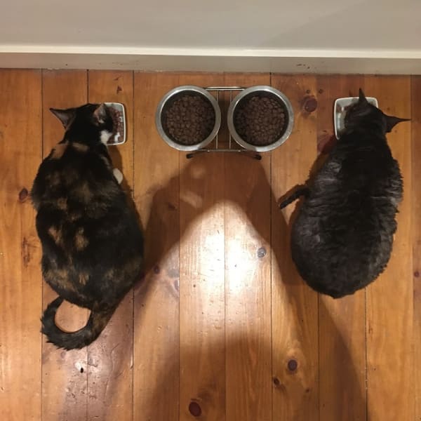 Chouette et Compagnie — photo