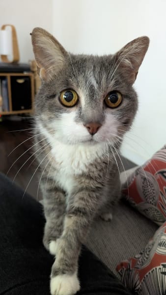 Jenny's Pet-Sitting — photo