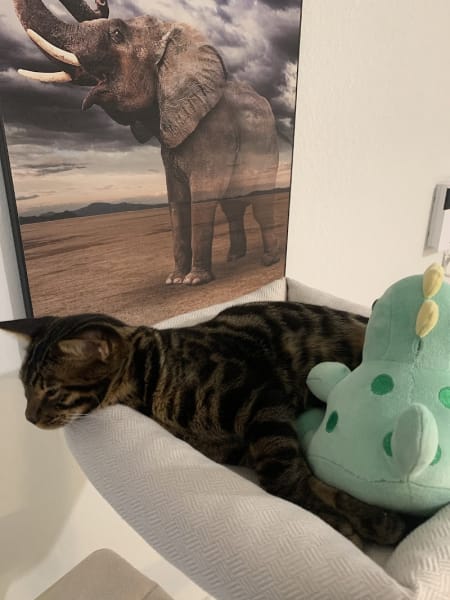 LE MIAOU — photo