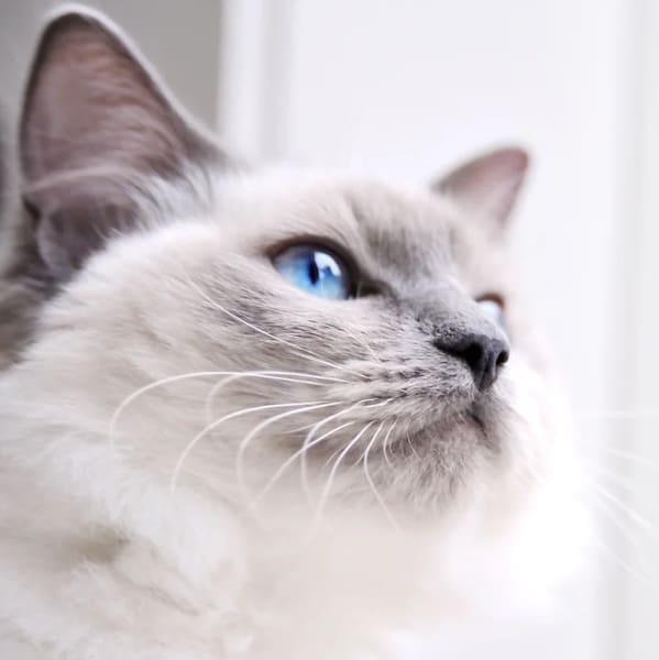 MyCatHome — photo