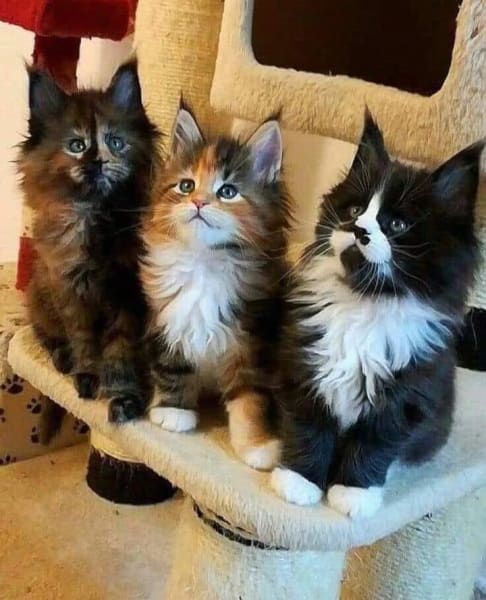 Pet sitter chats Toulouse — photo