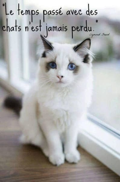 Pet sitter chats Toulouse — photo
