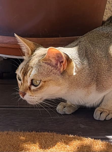 Stéphaniecatsitter — photo