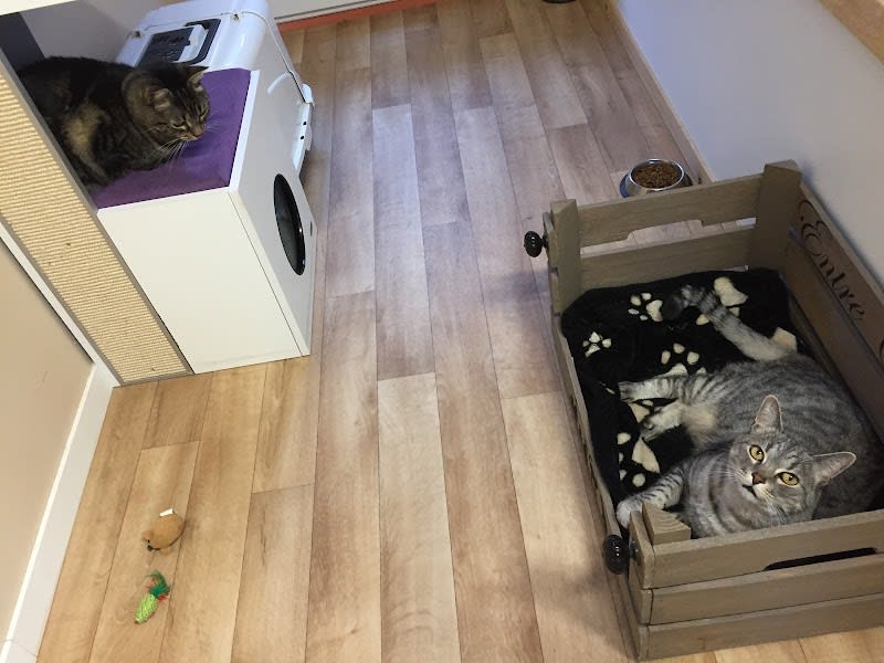 Pension Entre Chats , Pension Chats Toulouse — photo
