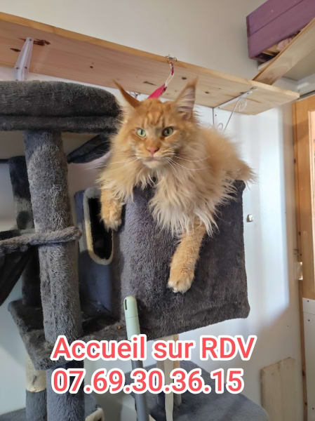 L'Hôtel des Chats — photo