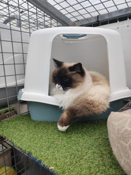 L'Hôtel des Chats — photo