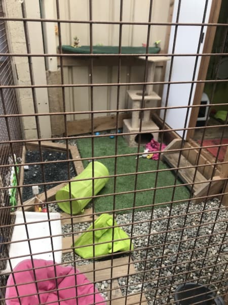 O Chat Roi, pension chat Toulouse — photo