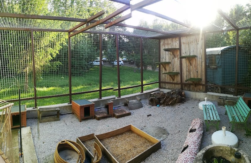 O Chat Roi, pension chat Toulouse — photo