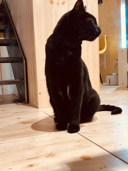 Georges Cat Colomiers — photo