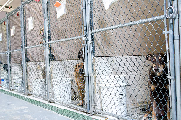 Domaine Dog — photo