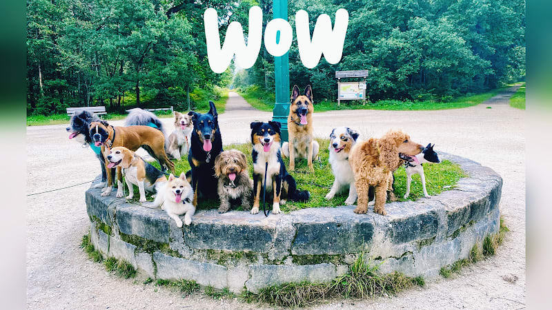 Promenade chien Val de Marne — photo