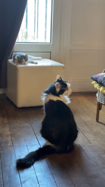Comportementaliste chat et chien, service de promenade pour chien, pet sitting - Pet Care — photo