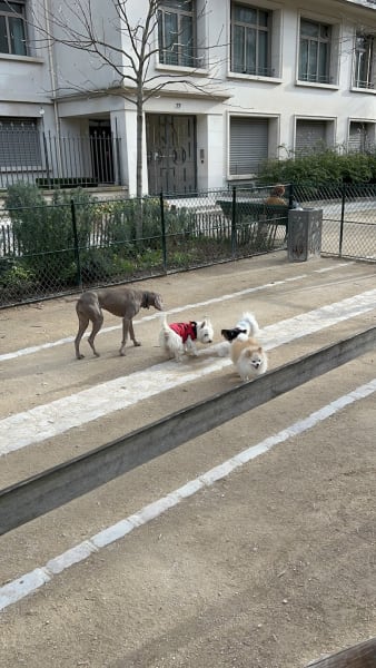 Square pour chiens — photo