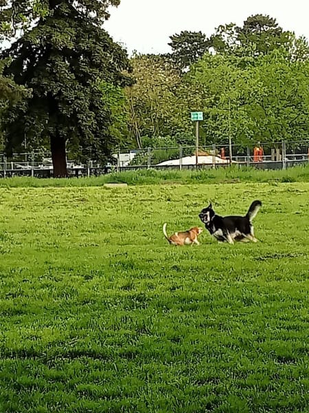 Animals and Co — photo