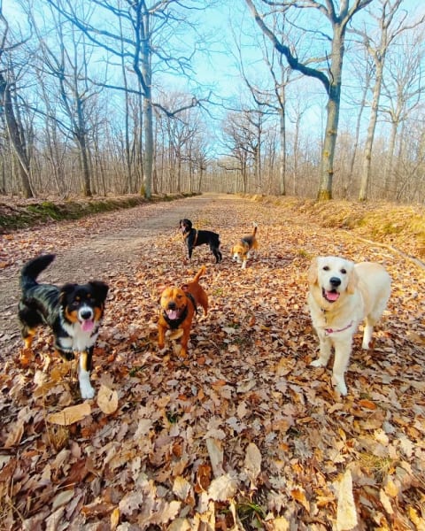 Diane - Petsitter (visites à domicile) — photo