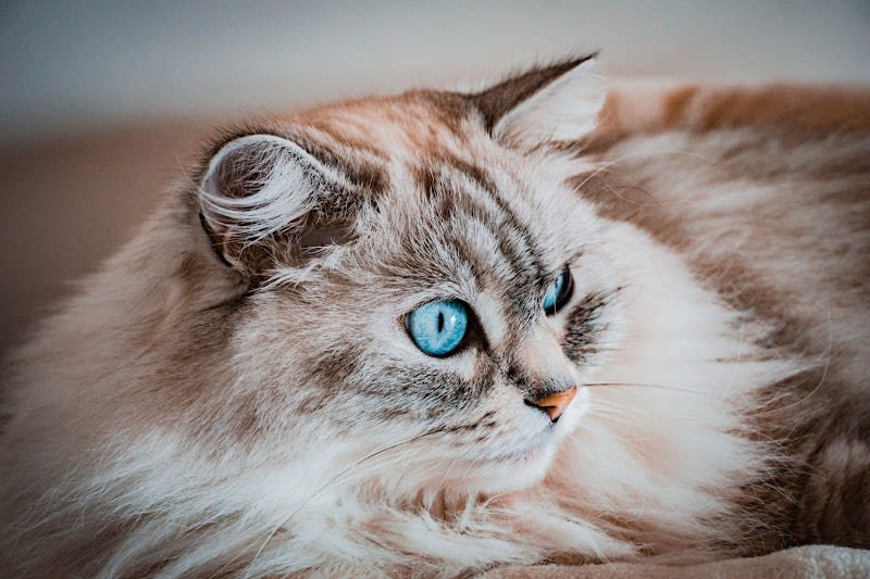 123 Moustaches - Cat-Sitting & Comportementaliste Félin à Paris — photo