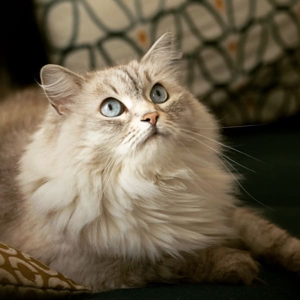 123 Moustaches - Cat-Sitting & Comportementaliste Félin à Paris — photo