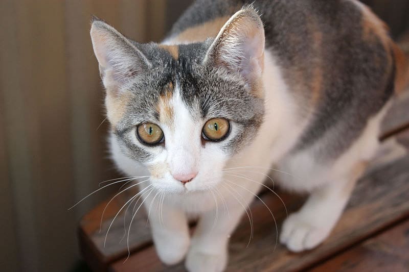 Les tournées de Christine Pet-sitter — photo