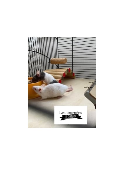 Les tournées de Christine Pet-sitter — photo