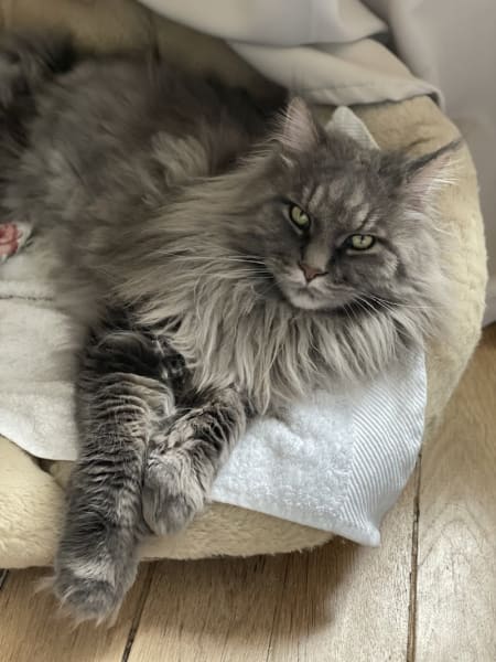 Mon Félin Paris, Comportementaliste Félin & Cat-sitter, à Paris — photo