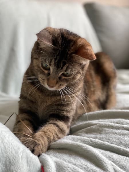 Mon Félin Paris, Comportementaliste Félin & Cat-sitter, à Paris — photo