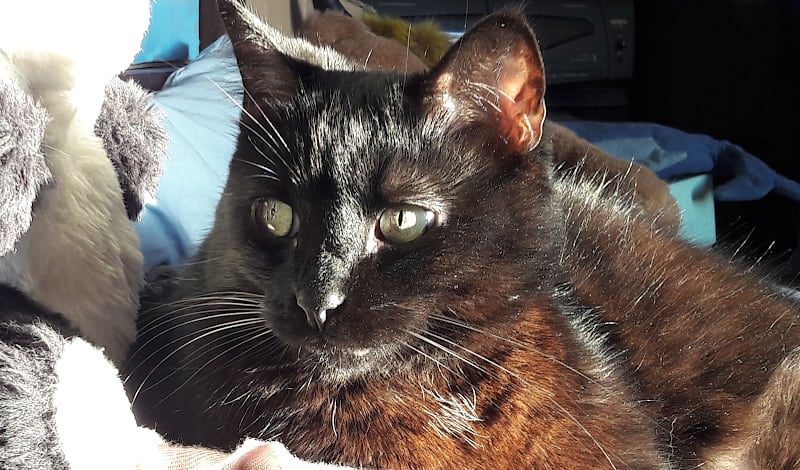 MiaouWawa AL a maison - Anne Laure Le Blanc (EI) - petsitter — photo