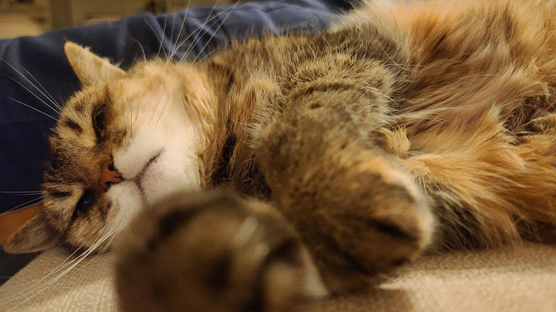 MiaouWawa AL a maison - Anne Laure Le Blanc (EI) - petsitter — photo