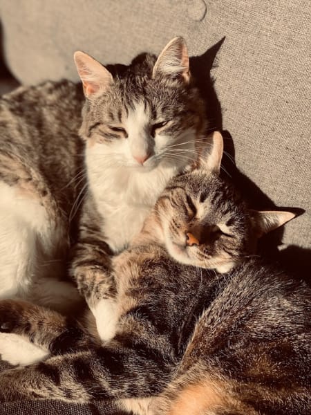 Les Petites Pattounes- Garde d'animaux, chats et chiens, Ecully et Ouest Lyonnais. — photo