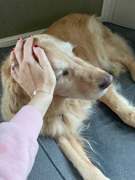 Les Petites Pattounes- Garde d'animaux, chats et chiens, Ecully et Ouest Lyonnais. — photo