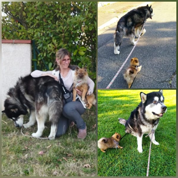 Zoologis - Garde d'animaux à votre domicile Pet Sitting Chat Chien NAC — photo
