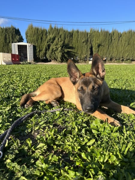 Dog Sitting Nice — photo