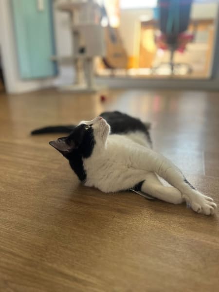 Cosypets — photo