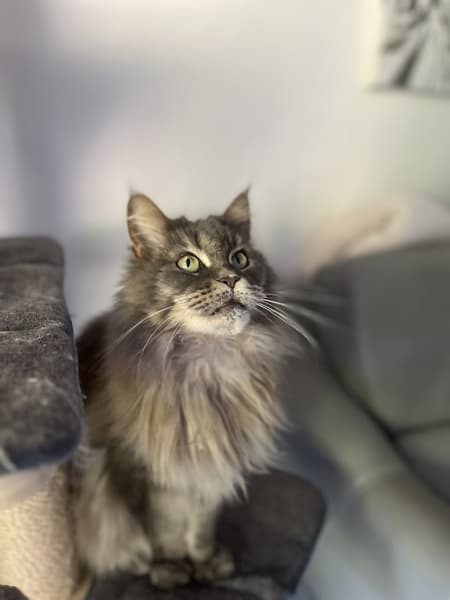 Cosypets — photo