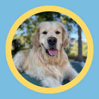 Pet sitting - La patte en avant - Promenades et gardes d'animaux - Nice — photo